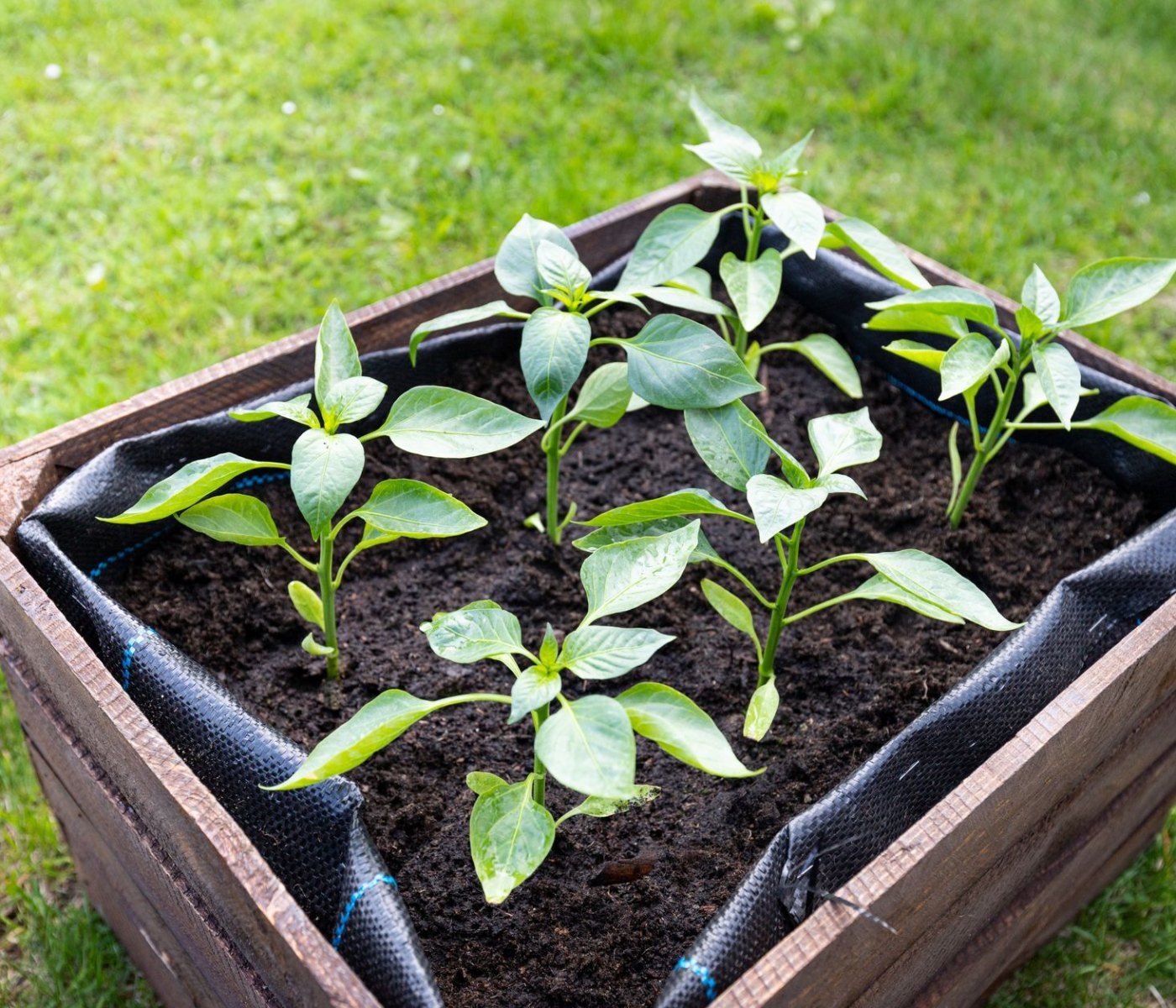 Kompostwürmer im Garten halten: der komplette Leitfaden 1 Kompostwürmer im Garten halten: der komplette Leitfaden