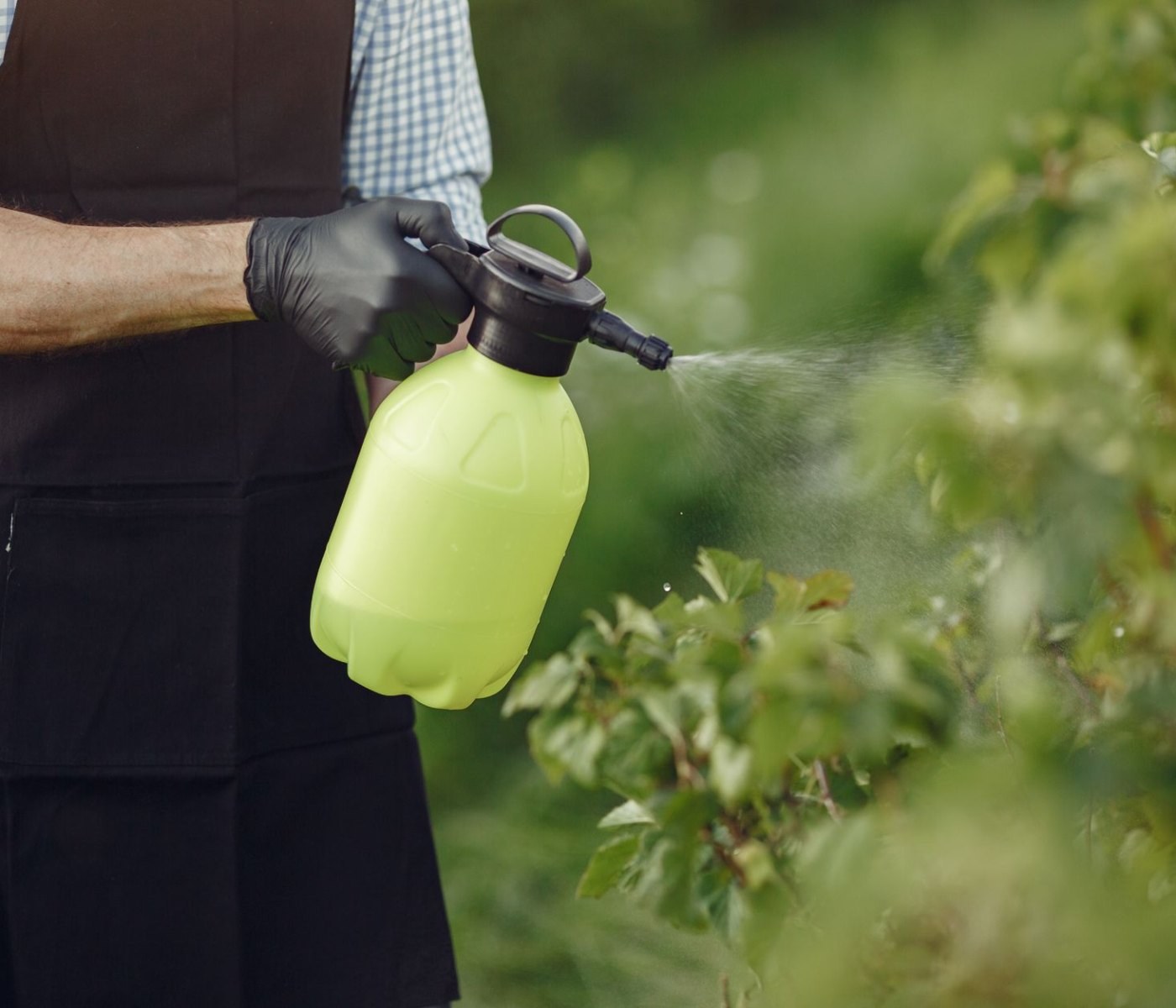 Schädlinge im Garten natürlich bekämpfen 1 Schädlinge im Garten natürlich bekämpfen